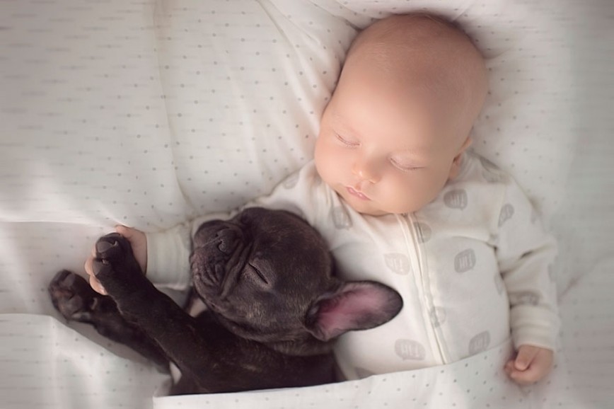 Собака для новорожденного — добрый друг или постоянная опасность?